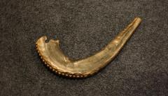 Shofar from Congregation Anshei Sfard's (Louisville, KY) Sanctuary at the Dutchman's Lane Location