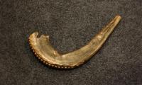 Shofar from Congregation Anshei Sfard's (Louisville, KY) Sanctuary at the Dutchman's Lane Location