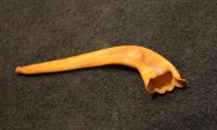 Shofar from Congregation Anshei Sfard's (Louisville, KY) Sanctuary at the Dutchman's Lane Location